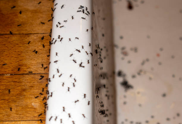 Best Pest Inspection Near Me  in Kentland, IN