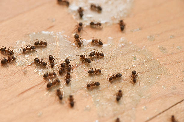 Best Pest Prevention Services  in Kentland, IN