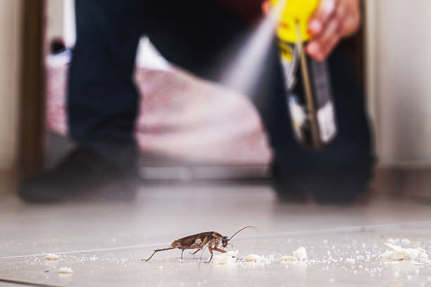 Best Termite Control Services  in Kentland, IN