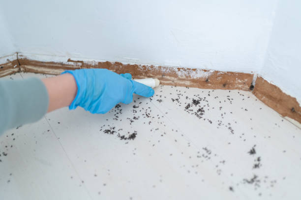 Best Exterminator Services  in Kentland, IN